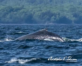 (Photo courtesy Christopher Johnson)