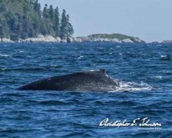 (Photo courtesy Christopher Johnson)