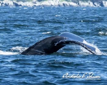 (Photo courtesy Christopher Johnson)