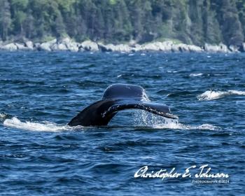 (Photo courtesy Christopher Johnson)