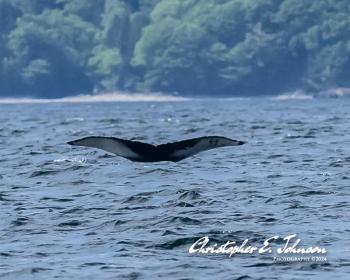 (Photo courtesy Christopher Johnson)