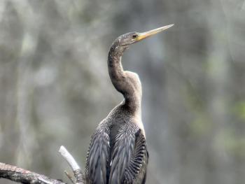 With its long neck, you can see why anhingas are sometimes called “snake bird”. Courtesy of Louis Bevier #bird-column, #birds, #cicada, #boothbay register, #Jeff and Allison Wells, #maine, #anhinga