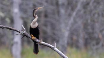 Imagine seeing this mysterious-looking bird in a beaver pond in Lincoln County, Maine. That’s where Maine’s first anhinga was recently discovered. Courtesy of Louis Bevier #bird-column, #birds, #cicada, #boothbay register, #Jeff and Allison Wells, #maine, #anhinga