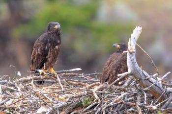 These two young bald eagles can practice wing-flapping from the sides of this sizeable nest platform to get ready for their first flight. Photo by Murray Foubister, CC BY-SA 2.0 <https://creativecommons.org/licenses/by-sa/2.0>, via Wikimedia Commons #bird-column, #boothbay register, #jeff and allison wells, #birds, #maine, #chimney swifts, #bald eagles