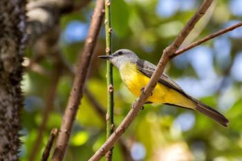 Tropical kingbirds are rare to Maine, though one is currently enjoying the summer here. The one shown here, photographed in Venezuela, shows off the rich yellow undersides that are in contrast to the white undersides of our common, expected eastern kingbird here in Maine. Photo by Fernando Flores from Caracas, Venezuela, CC BY-SA 2.0 <https://creativecommons.org/licenses/by-sa/2.0>, via Wikimedia Commons
#bird-column, #tropical kingbird, #boothbay register, #jeff and allison wells, #maine, #birds