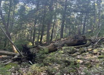The wizard tree has fallen. (Photo by Ed O’Brien)