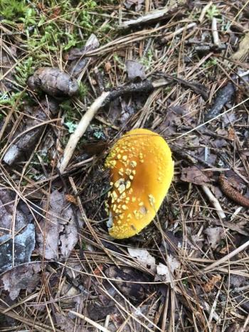 #bird-column, #boothbay register, #jeff and allison Wells, #maine, #cornell, #archie ammons, #mushrooms, #amanita