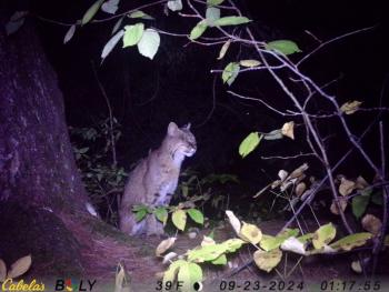 Lincolnville Bobcat 