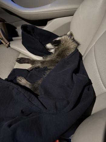 The moment after Kristen Linscott rescued the injured raccoon and placed her in a sweatshirt in her car. Photo courtesy Kristen Linscott