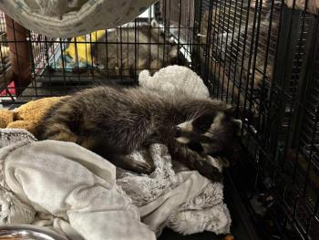 Photo courtesy Wilderness Miracles Wildlife Rehab