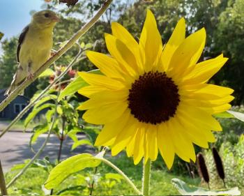 Jane Schroeder, of Rockland, “came home from book group, saw that this sunflower had bloomed, went to take a quick photo. When I clicked the shot I heard a commotion and realized I had surprised a goldfinch! Amazing! (Photo courtesy Jane Schroeder) Jane Schroeder, of Rockland, “came home from book group, saw that this sunflower had bloomed, went to take a quick photo. When I clicked the shot I heard a commotion and realized I had surprised a goldfinch! Amazing! (Photo courtesy Jane Schroeder)