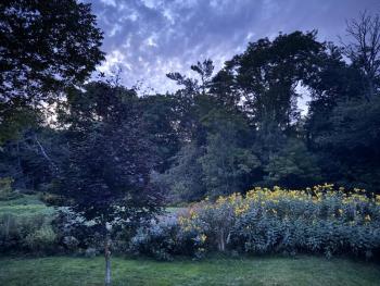Backyard in Early Autumn (Photo by Tracee O’Brien)