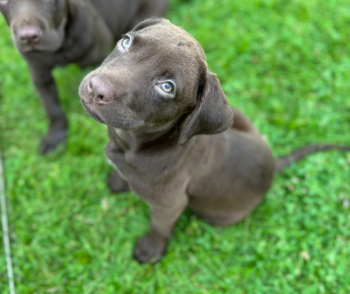 Puppy from 2023 Bark + Brew. (Photo courtesy Pope Memorial Humane Society)
