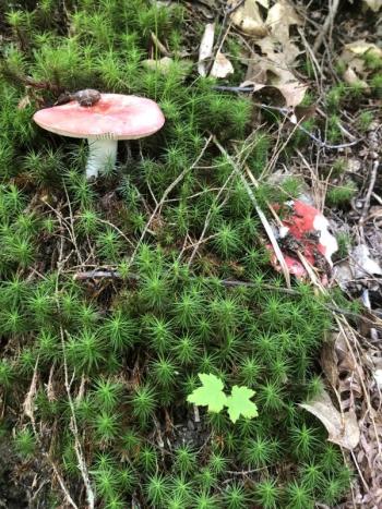 #bird-column, #boothbay register, #jeff and allison Wells, #maine, #cornell, #archie ammons, #mushrooms, #rusella