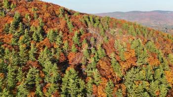 The paraglider landed in a tree on the upper slope of Bald Mountain, in Camden, Oct. 22. Drone shot by Todd Anderson Drone shot by Todd Anderson