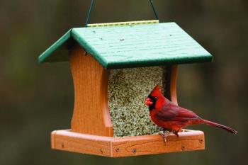 (Photo courtesy Mid-Coast Audubon)
