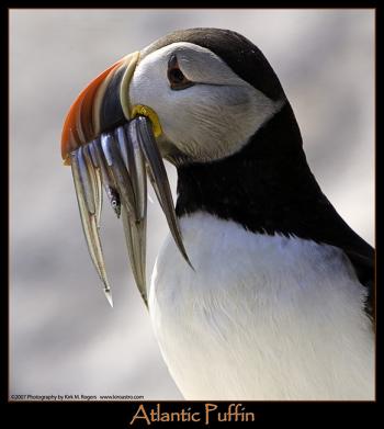 Puffin with fish (Photo by Kirk B. Rogers, courtesy MCINWR) Photo by Kirk B. Rogers, courtesy MCINWR