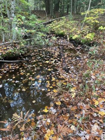 Fall Leaves on Sucker Brook. (Photo courtesy Belfast Bay Watershed Coalition)