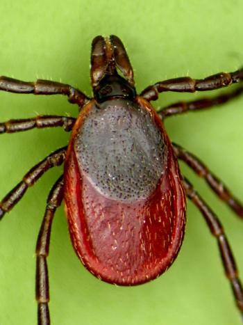 Female deer tick. MaineHealth Institute for Research