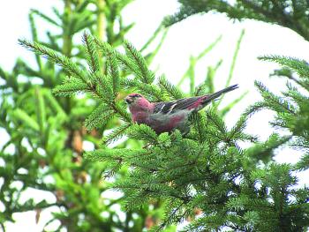 Grosbeak
