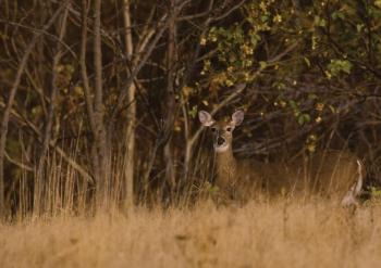 Deer in woods