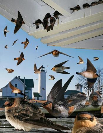 Cave swallows tend to show up in November in the northeastern US, often at coastal locations. Courtesy of The Crossley ID Guide by Richard Crossley