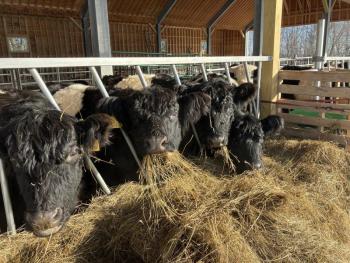 The Belted Galloways of Aldermere Farm. (Photo courtesy Maine Coast Heritage Trust)