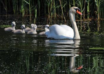 Mute swans have occasionally bred in southern Maine. Despite their demure appearance, they are often aggressive toward other waterfowl and to people. Photo by Charles J. Sharp, courtesy of Wikimedia Commons