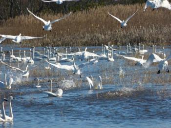 A flock of tundra swans in their normal wintering range along the coast of North Carolina. A tundra swan made a rare visit to Maine recently. Photo: Allie Stewart/USFWS, courtesy Wikimedia Commons