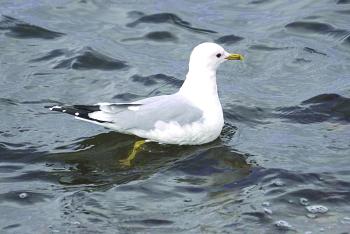 Two common gulls - not so common in Maine - was discovered this week in Rockland. The birds are actually common Europe. Courtesy of Mike Pennington, Wiki Commons