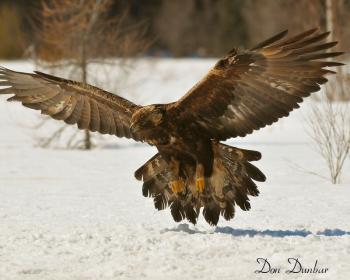 Golden Eagle. (Photo by Don Dunbar)