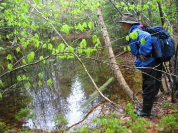 Long Cove Headwaters Preserve. (Photo courtesy Coastal Mountains Land Trust)