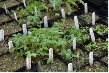 Native plants. (Photo courtesy UMaine Cooperative Extension)