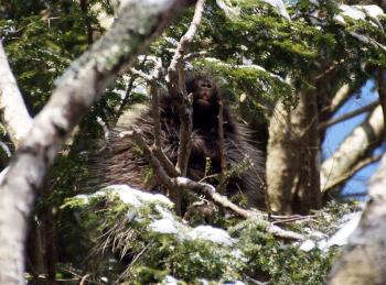 Porcupine