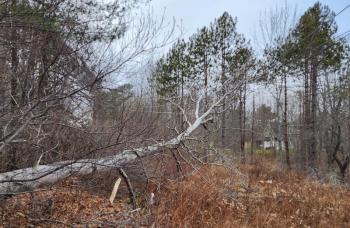 A tree fell on a transmission line, knocking power out in the Camden-Rockport area Dec. 16. (Photo courtesy Central Maine Power)
