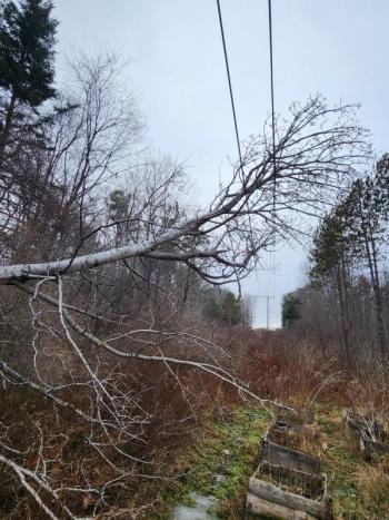 A tree fell on a transmission line, knocking power out in the Camden-Rockport area Dec. 16. (Photo courtesy Central Maine Power)