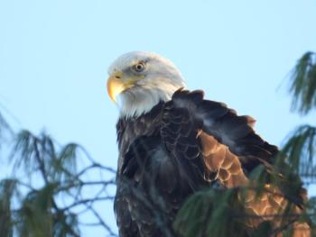An eagle perched above Damariscotta Mills, Dec. 22. On Christmas Eve, President Biden signed into law the amendment of Title 36, United States Code, to designate the bald eagle as the national bird. (Photo courtesy Lee Emmons)