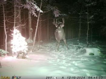 Deer
