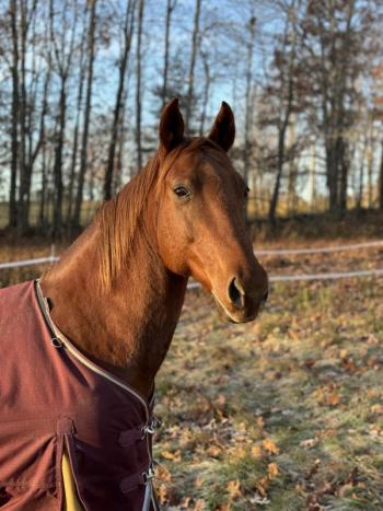 Fiona (Photo courtesy Darrowby Farm)