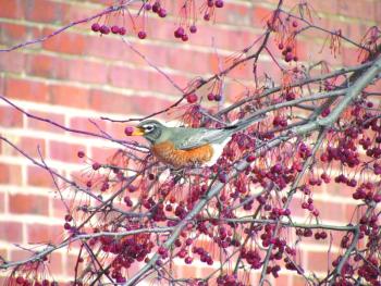 The authors were delighted to see a flock of American robins during a quick trip to the Big Apple recently. Courtesy of Allison Wells