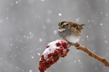 White-throated Sparrow by Deborah Bifulco/Cornell Lab of Ornithology. (Courtesy Camden Garden Club)