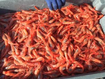 Maine shrimp, 2016