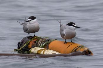 Robin Corcoran/USFWS