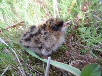 Aleutian tern chick