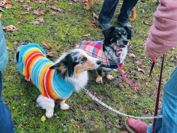 Doggie Fashion Show. (Photo courtesy Camden Public Library) Doggie Fashion Show. (Photo courtesy Camden Public Library)