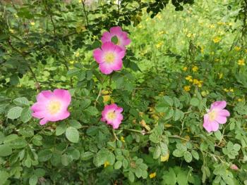 Rosa rugosa. (Photo courtesy Merryspring Nature Center)