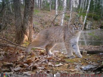 Bobcat