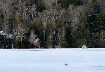 Mount Desert and Southwest Harbor FD personnel and Mount Desert PD were on scene and rescued a man after he drove a U-Haul truck onto a lake on Mt. Desert. The ice was approximately 2.5 inches thick throughout the lake and about an inch where he broke through. The truck will not be removed until the ice is thicker and safer for the marine salvage company, according to Maine Dept. of Inland Fisheries and Wildlife. (Photo courtesy IF&W) (Photo courtesy IF&W)