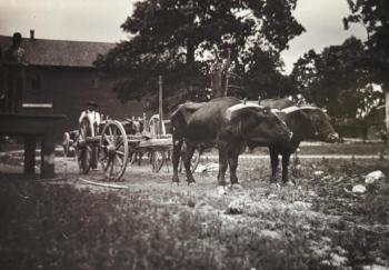 Oxen