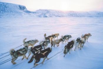 sled dogs